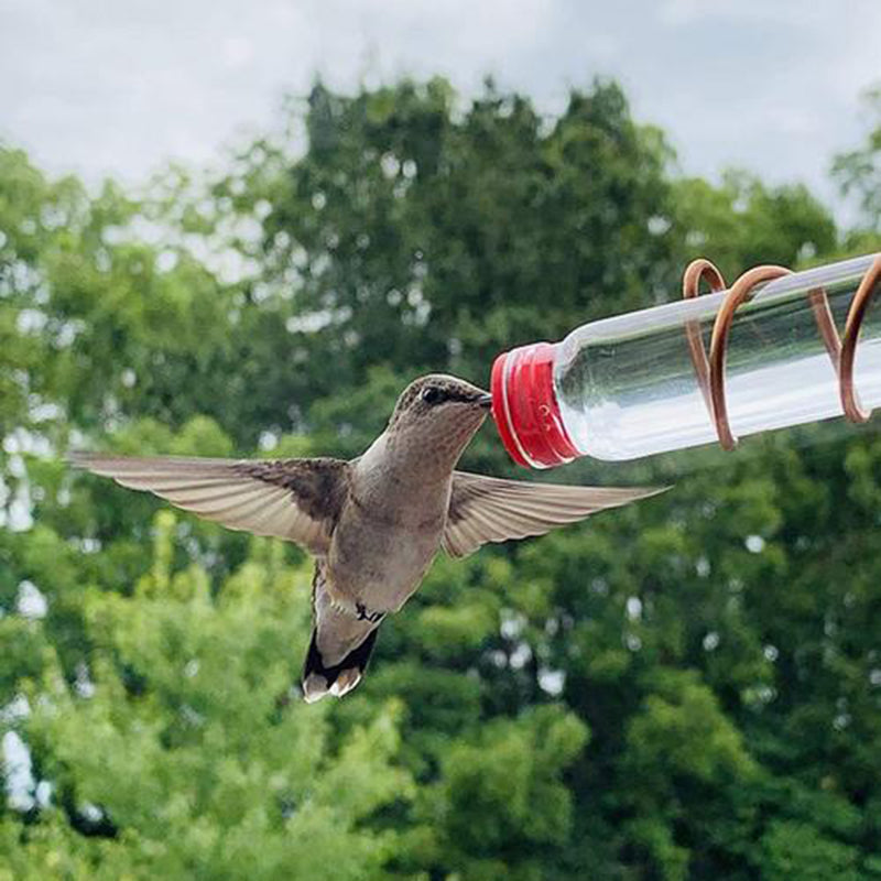 Hummingbird Feeder with Suction Cup — Easy Clean
